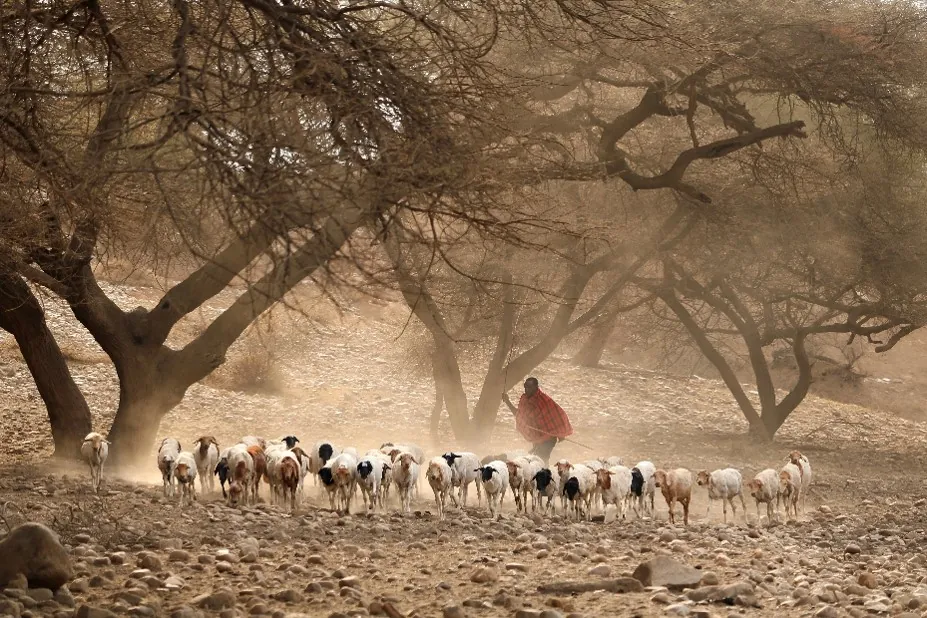 Massai Steppe